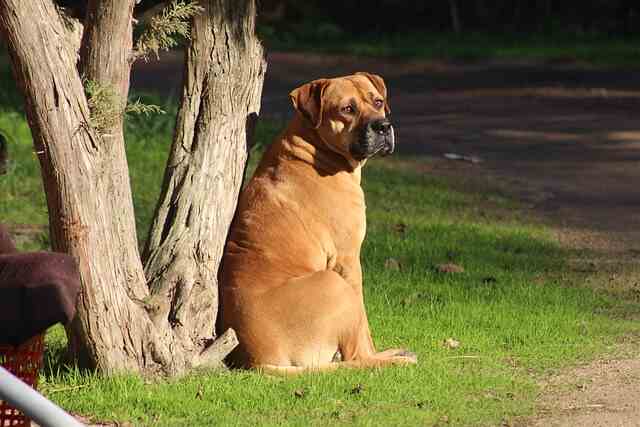 A bullmastiff sitting down beside a tree.