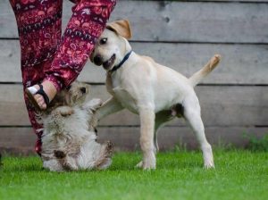 A yellow lab playing with a small dog, with the owner watching.
