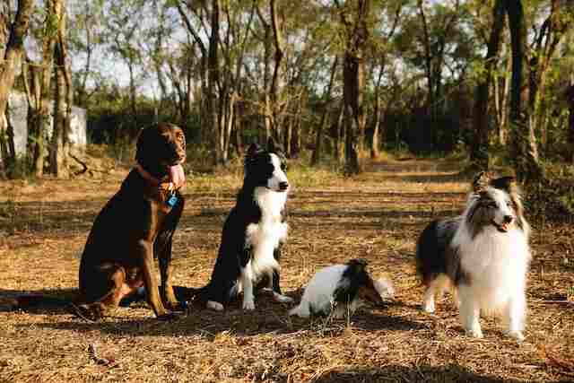 A chocolate lab playing with three smaller dogs at the park.