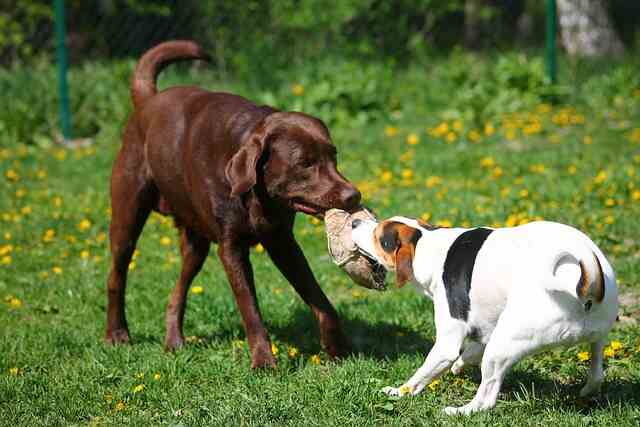 A chocolate Labrador Retriever playing tug of war in the park with a Jack Russell Terrier.