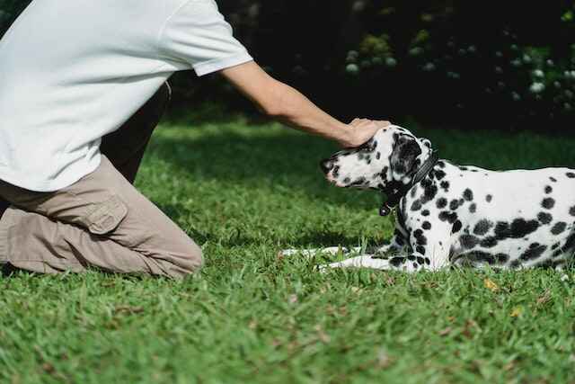 A Dalmatian being trained by its owner.