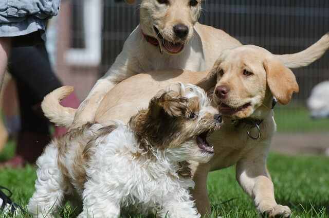 Two yellow labs playing with a small dog at the park.