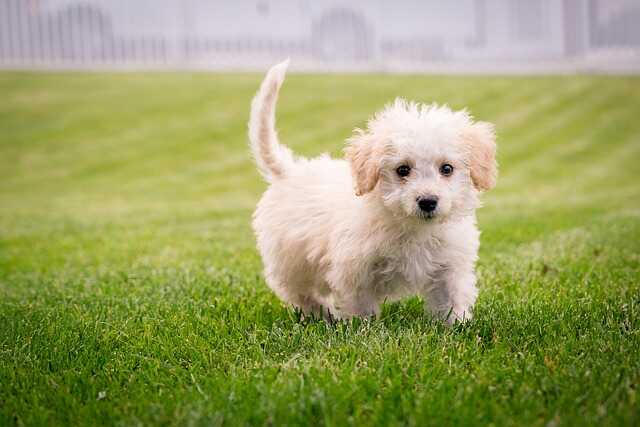 A small white dog running around in the yard.