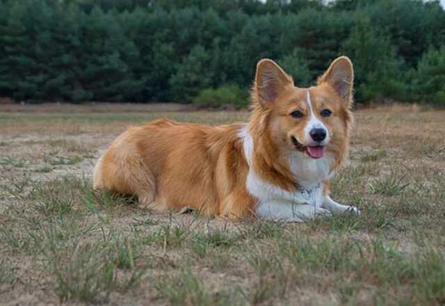 A Welsh corgi laying down on the lawn.