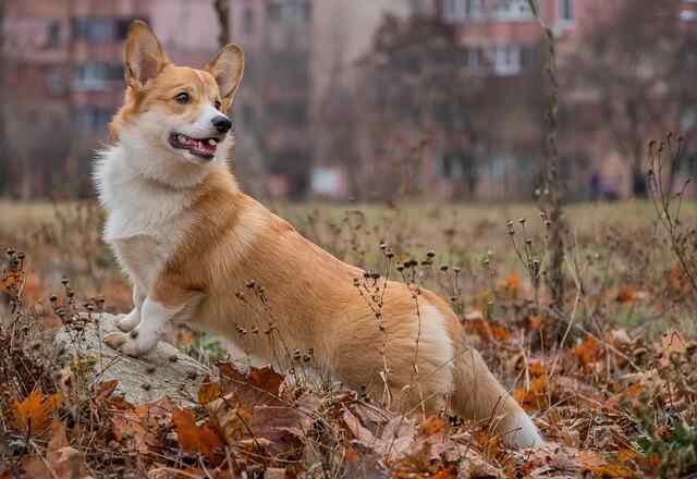 A Welsh Corgi Pembroke standing on a large rock in a park.