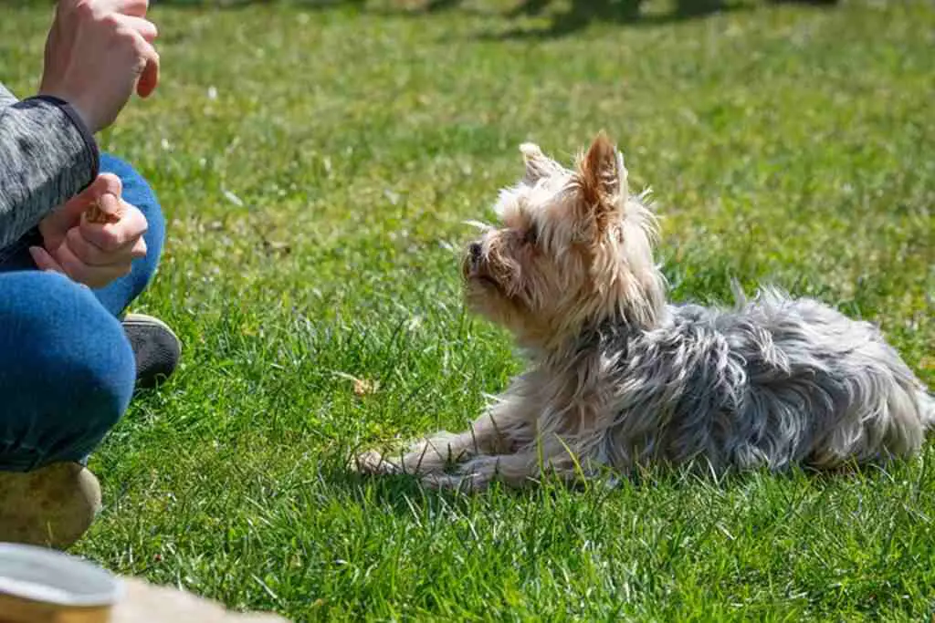 A person training a Yorkshire Terrier puppy outdoors.