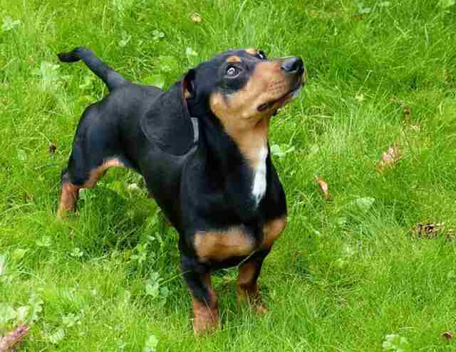 A Dachshund staring at its owner, waiting for a treat.