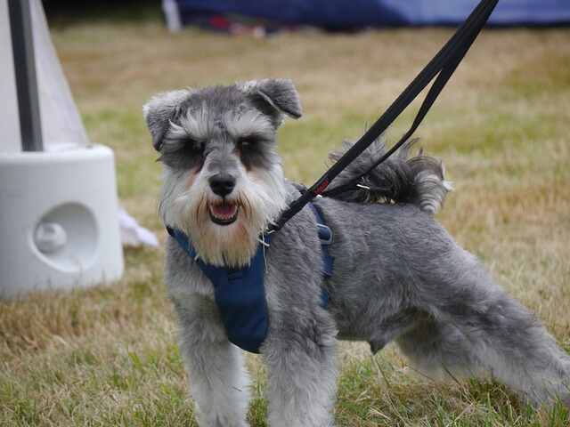 A Miniature Schnauzer being trained for agility.