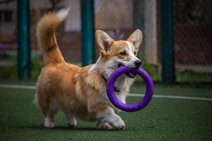 A Pembroke Welsh Corgi being trained on a agility course.