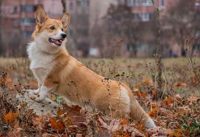A Pembroke Welsh Corgi standing on a large rock waiting for its owner.