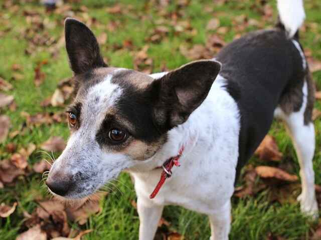 A Rat Terrier in the yard.