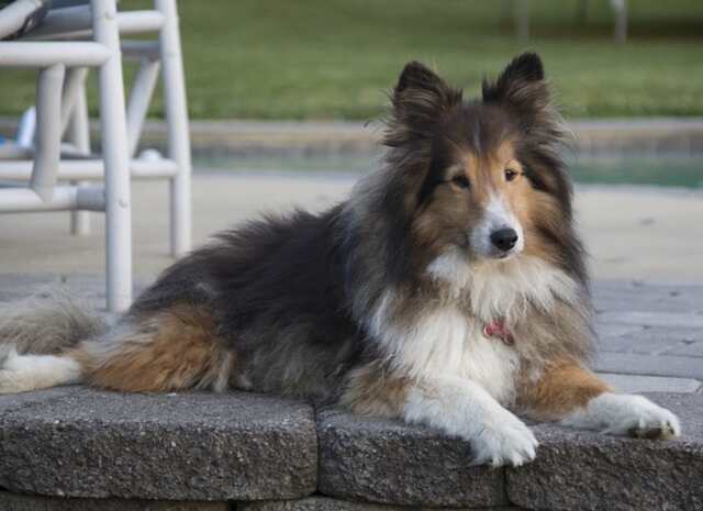 A Shetland Sheepdog laying down on a patio.