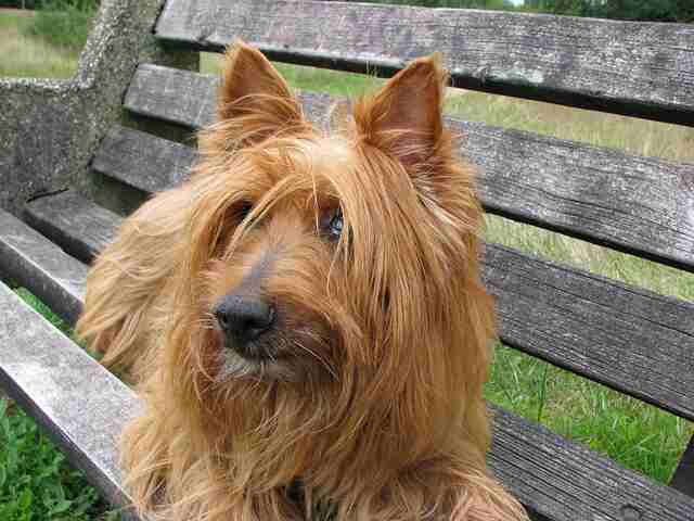 An Australian Terrier laying down on a park bench.