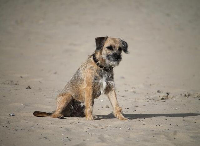 A Border Terrier on a beach.