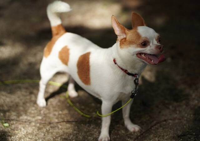 A Chihuahua tied up with a yellow leash.