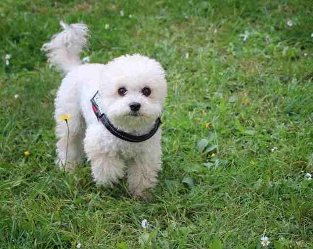 A miniature poodle walking around in the yard.