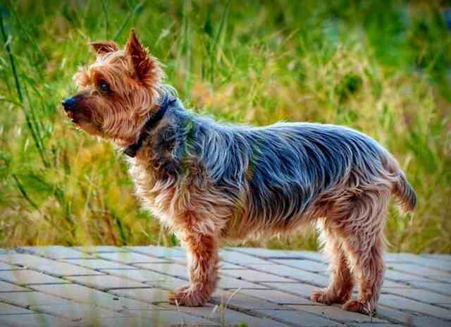 A Yorkshire Terrier 