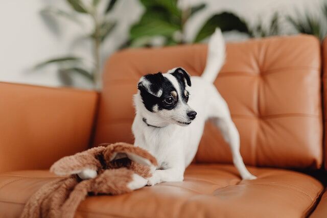 A Jack Russell playing on a couch.