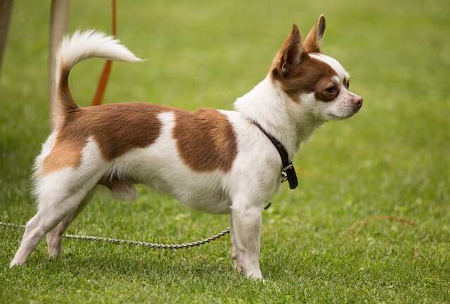 Adorable small chihuahua standing on green lawn