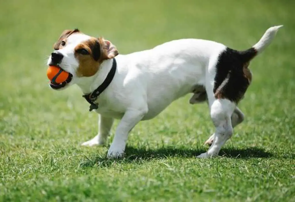 A Jack Russell playing with a ball in the park.