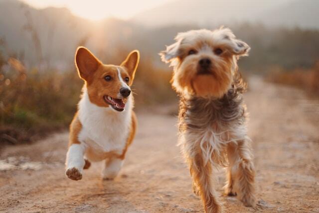 Two small dogs running around.