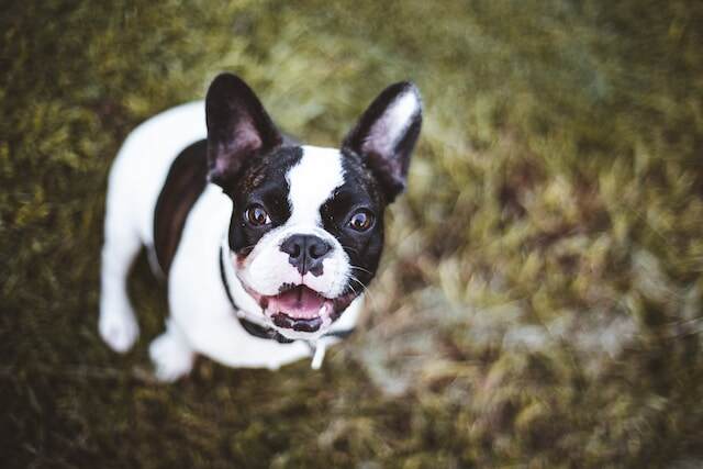 A French Bulldog staring at its owner.