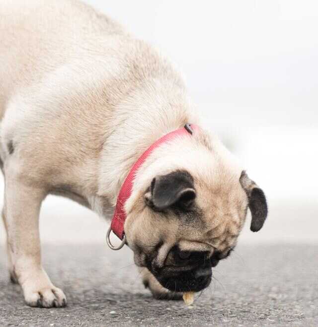 A hungry French Bulldog.