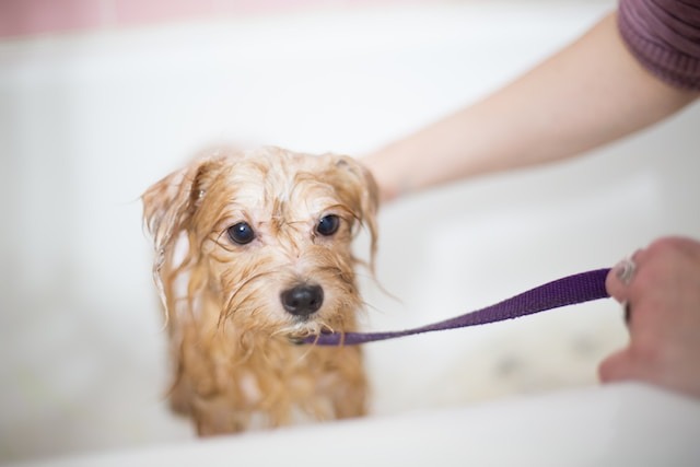 A small dog being washed.