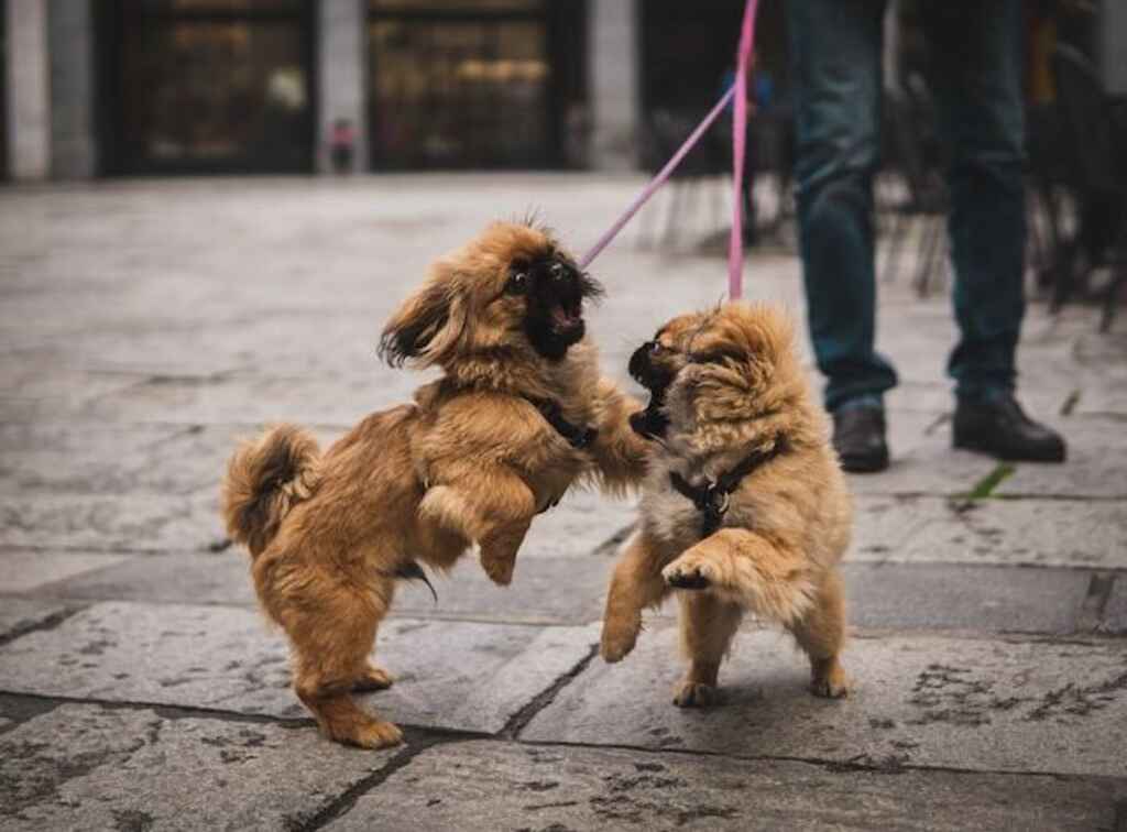 Two small dogs playing together.