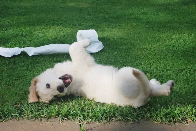 A dog laying on its back on grass.