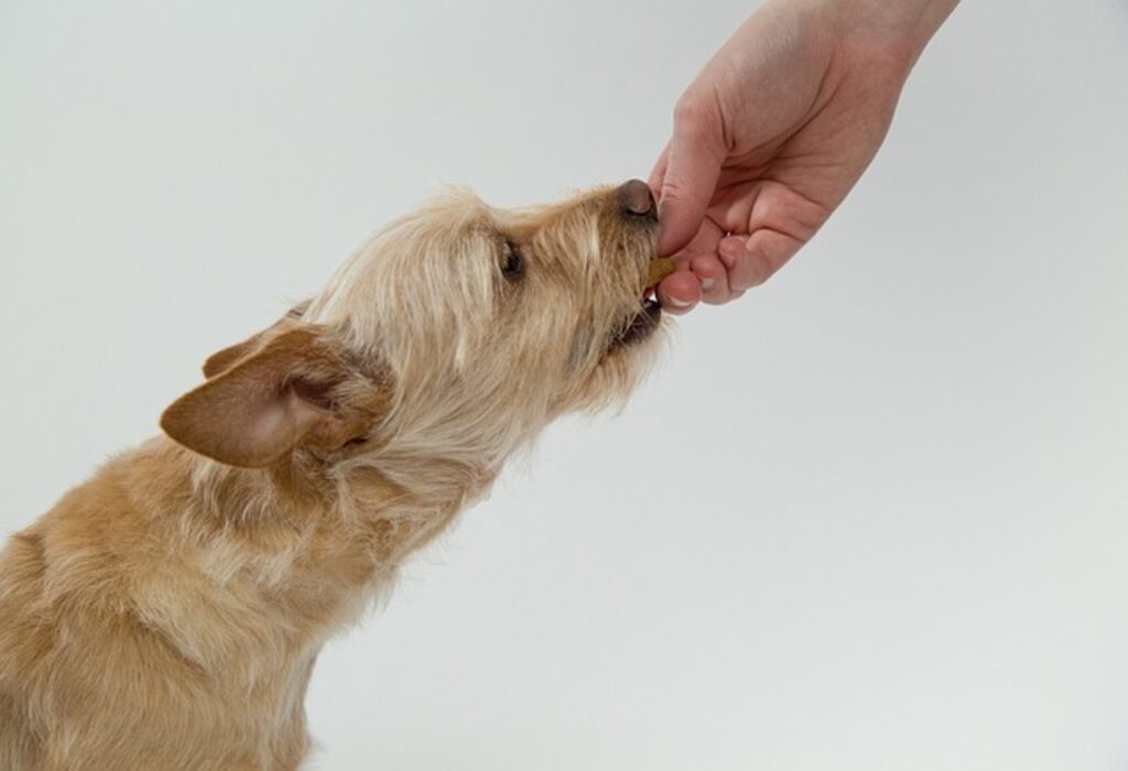A small dog eating a treat.