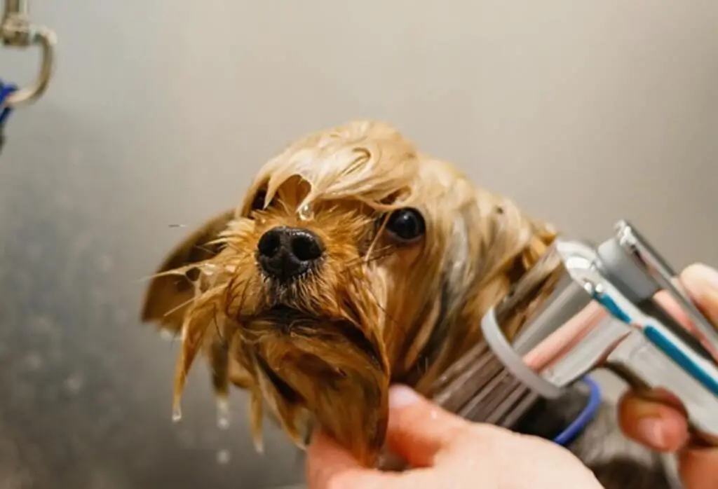 A small brown dog being washed.