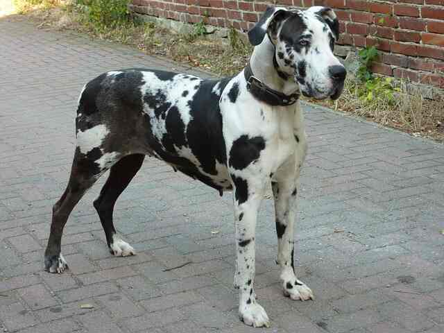 A black and white Great Dane.