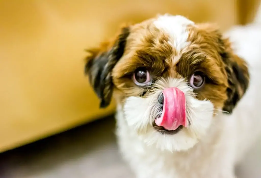 A small dog licking its lips after eating.