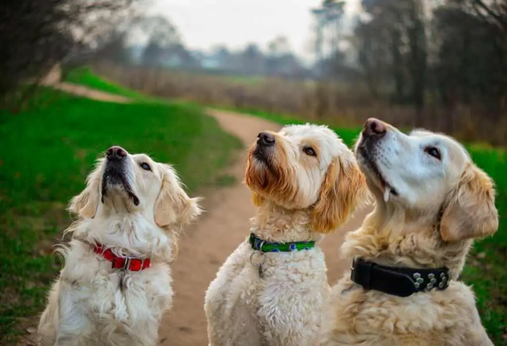 Three dogs waiting for treats.