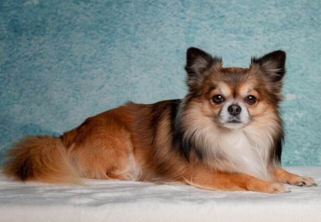 A Chihuahua laying down on a carpet.