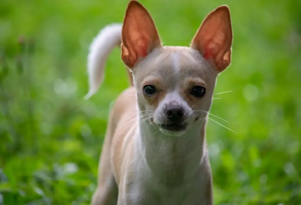 A Chihuahua staring at its owner.
