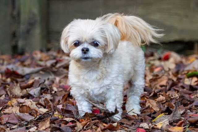 A gorgeous shih-poo walking through leaves