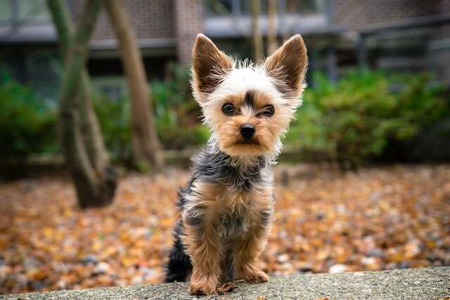 A Yorkshire Terrier standing on a step.