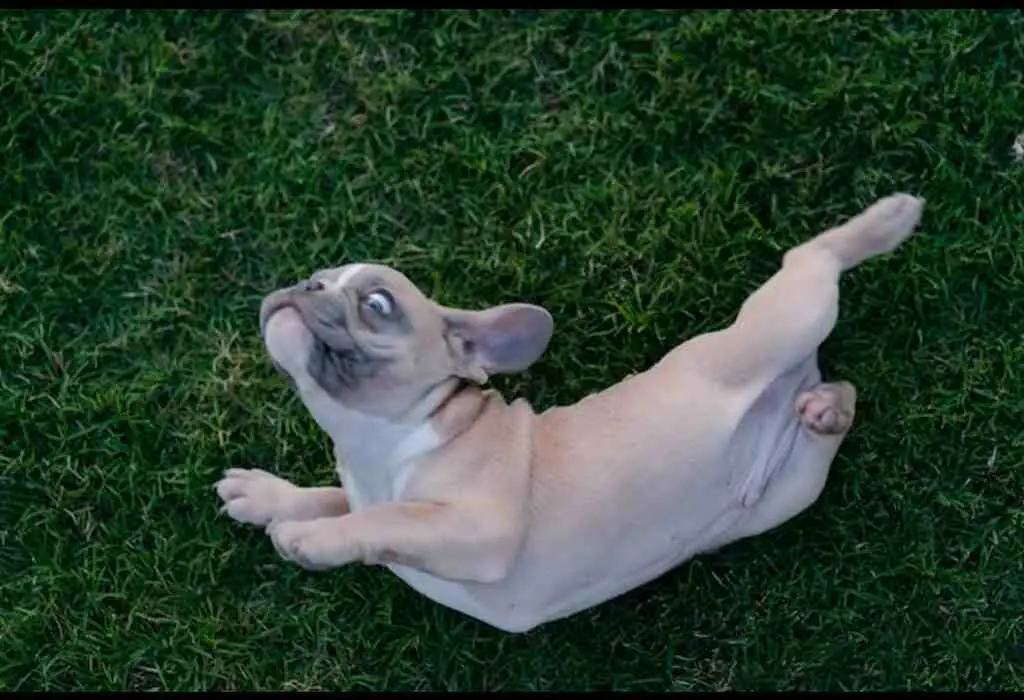 A pug on its back on grass.