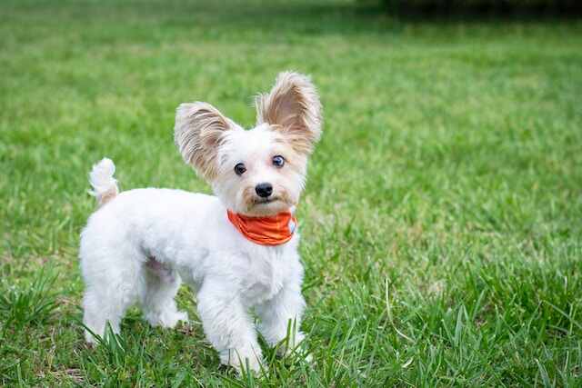 A small white dog in a park.