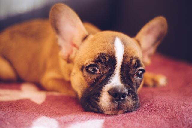 A small dog laying down.