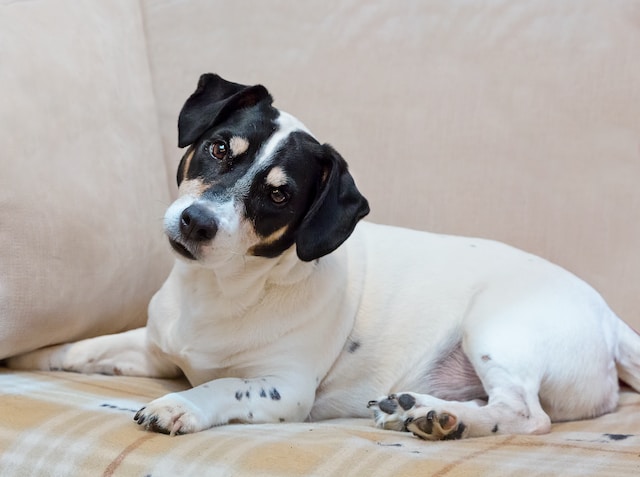 A Jack Russell Terrier with its head tilted.