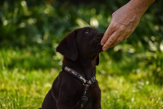A beautiful black puppy eating a treat.