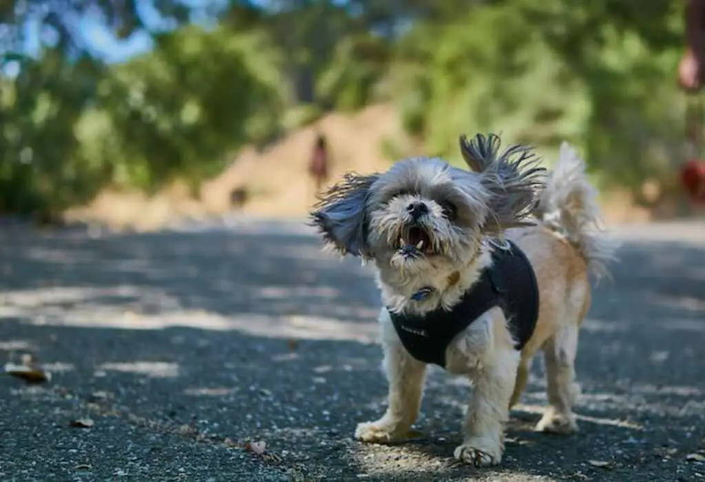 A small white dog shaking.