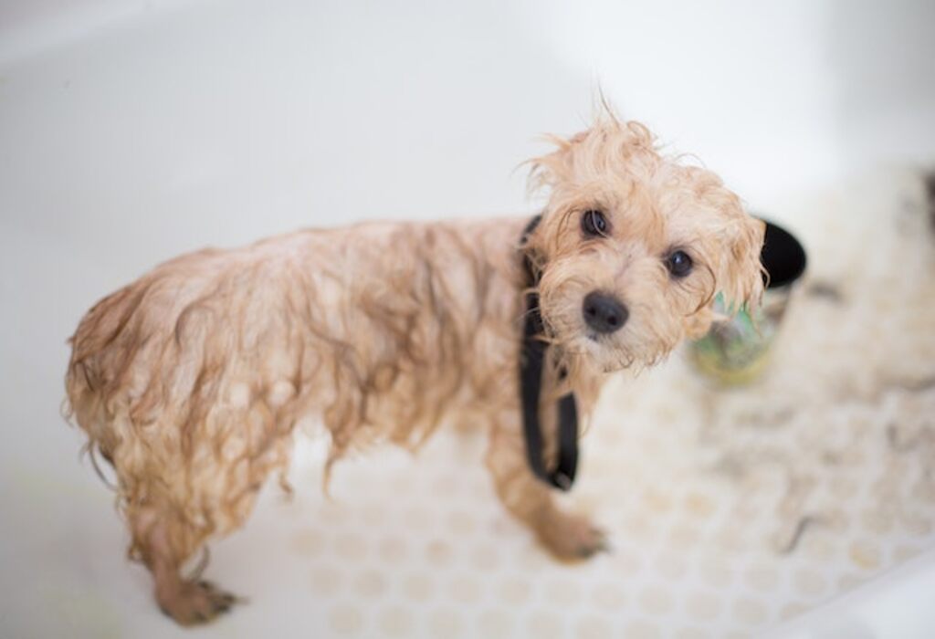 A toy poodle getting washed.