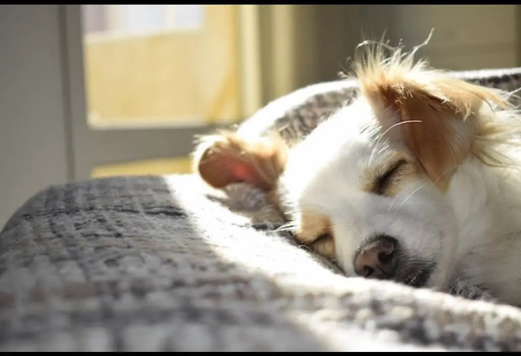 A small white and tan dog sleeping.