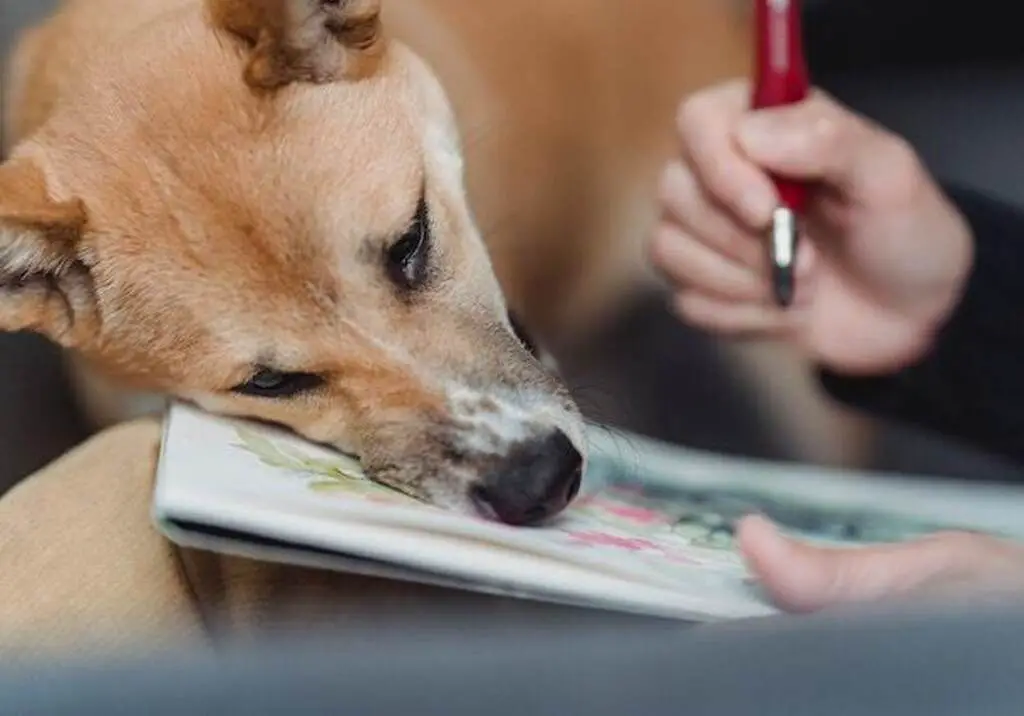 A dog resting its head on the owner's sketching pad.
