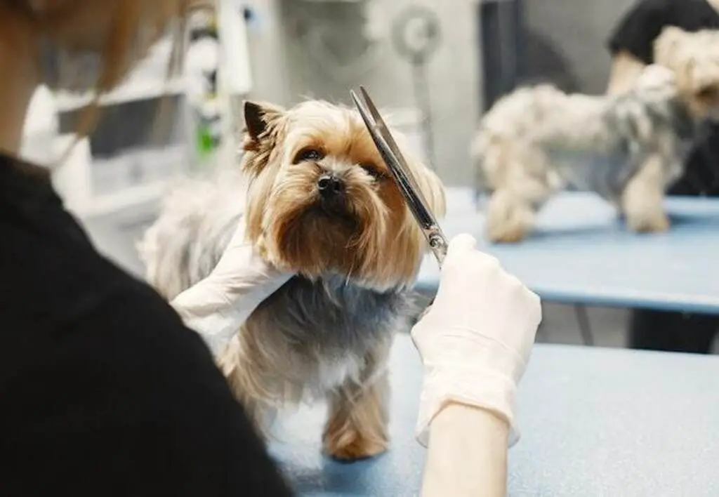 A groomer trimming the hair on a small dog.