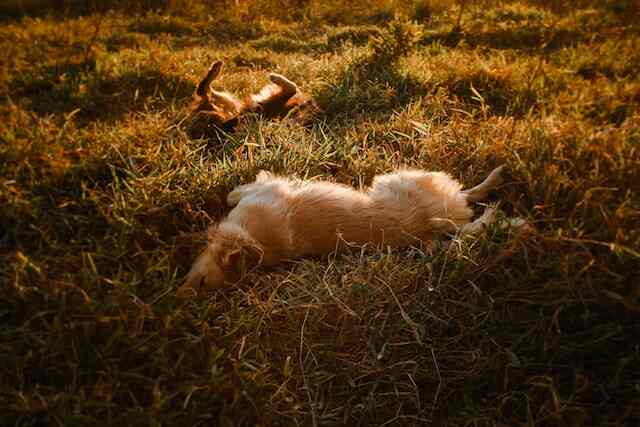 A couple of dogs laying on grass scratching themselves.